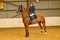 Peter Grayson and One Butterfly Fly to Victory in NAF Five Star Summer Silver League Qualifier at Northallerton Equestrian Centre